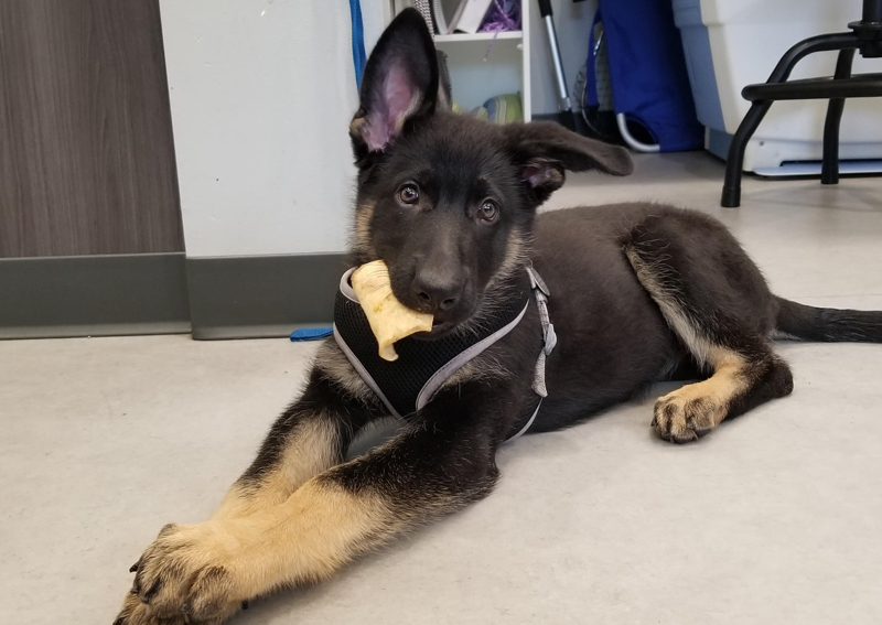 Carousel Slide 5: Puppy Veterinary Care