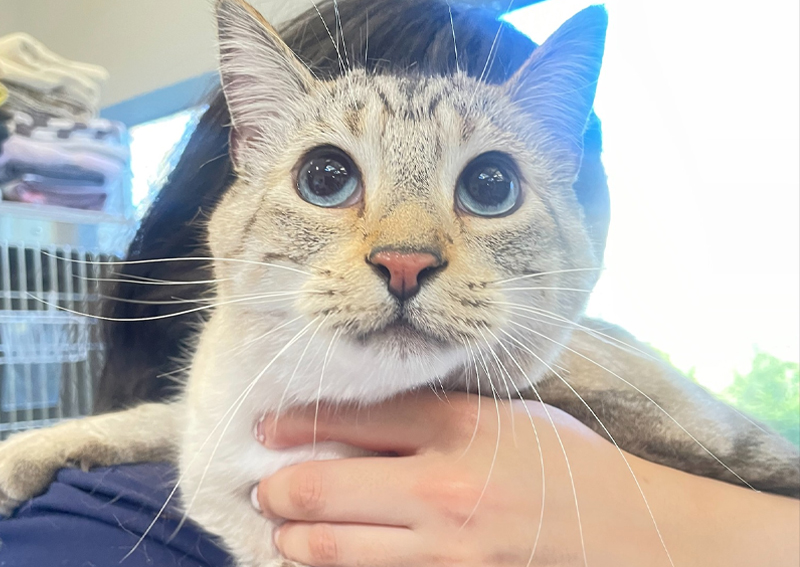 Carousel Slide 3: Cat Veterinary Care