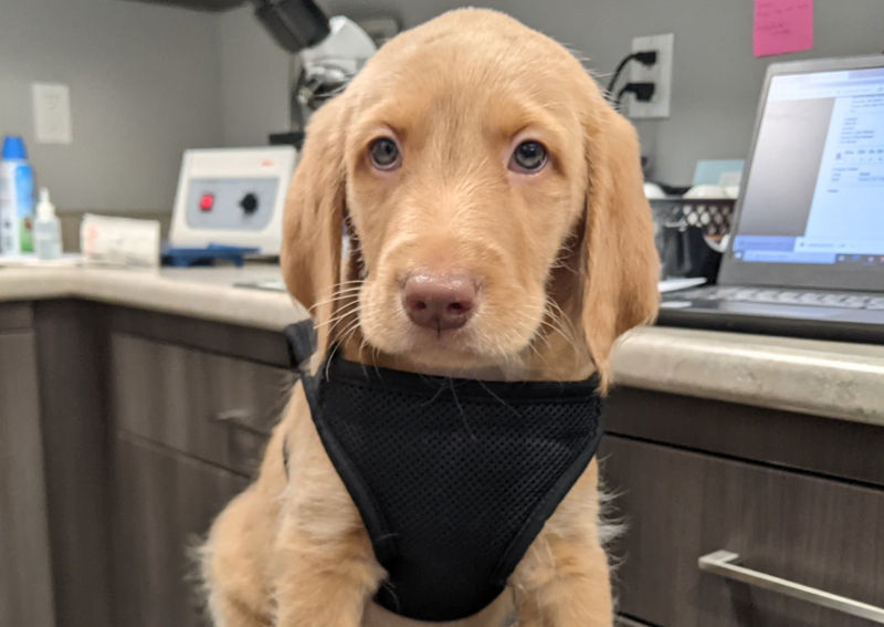 Carousel Slide 6: Puppy Veterinary Exam