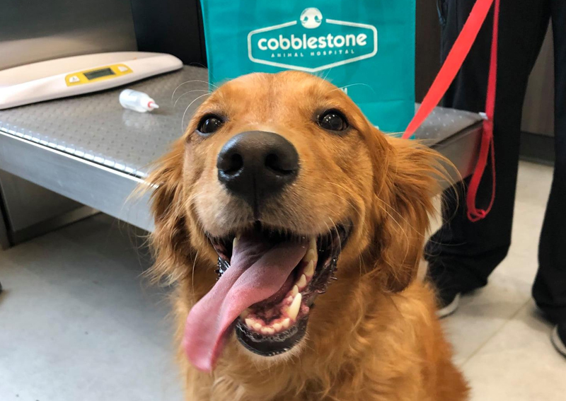 Carousel Slide 4: Dog Veterinary Exam